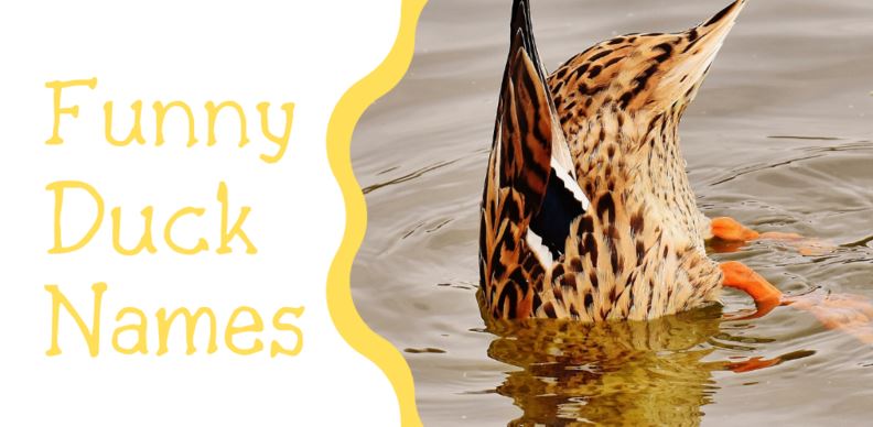 funny duck names